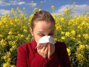 Alergik kichający na polu rzepaku