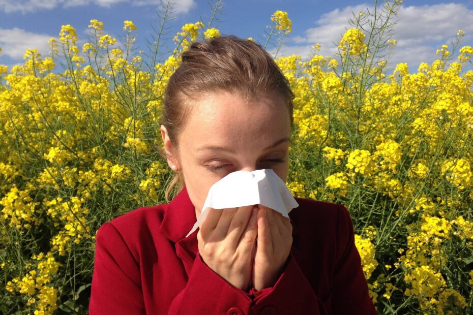 Alergik kichający na polu rzepaku